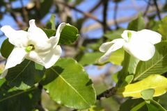 Gardenia gummifera